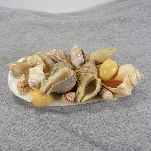 Hiatella arctica mother of pearl polished finish REAL with other shells - Picture 5 of 13